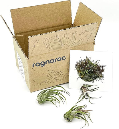 Air Plants - Tillandsia Pruinosa, Large 3-5" - 3ct - Live Arrival Guaranteed - House Plants for Home Decor &amp; Gift