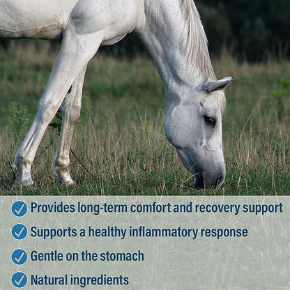 Absorbine Bute-Less Long-Term Horse Comfort &amp; Recovery Supplement Paste, Gentle on Stomach, Devil’s Claw, Vitamin B-12, Yucca, 1oz Syringe / 3 Doses