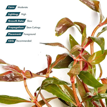 Live Plants - Alternanthera reineckii ‘Mini’ - Bright Red to Pink Foreground Stem Plant for High Light, CO₂ Aquascaping, Compact Growth Red, Pink, Purple Accent - Lead Bunch