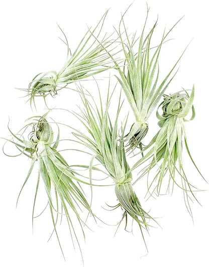 Live Air Plant - Tillandsia Gardneri 5-7” - 5ct - ragnaroc Rare Collectors Indoor Tropical Plant - Live Arrival Guaranteed - House Plants for Home Decor &amp; Gift