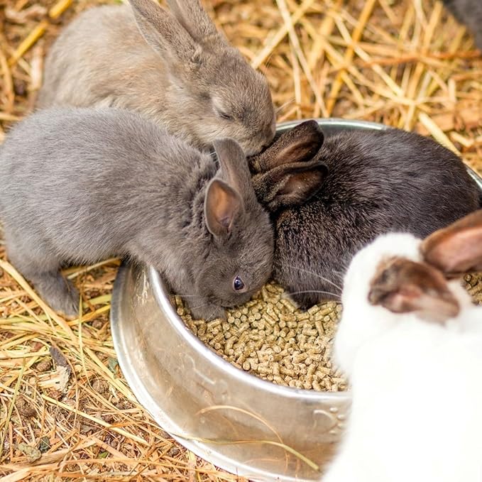 Blue Mountain Hay | Organic Bedding Straw (25 lb) | Natural Pet Bedding &amp; Insulation for Rabbits, Guinea Pigs, Goats, Chickens, Stray &amp; Feral Cats, and Small Animal Shelters