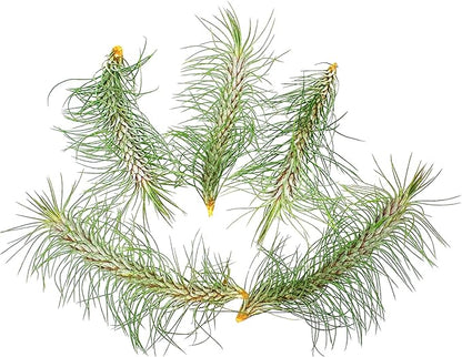 Air Plants - Colombian Tillandsia Funckiana, Large 5" - 5ct - Live Arrival Guaranteed - House Plants for Home Decor &amp; Gift