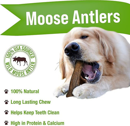 Buck Bone Organics Dog Chews, Moose Antlers for Dogs, Long Lasting Dog Bones for Aggressive Chewers, All Natural, No Preservatives, Wild Shed in The USA (Large)