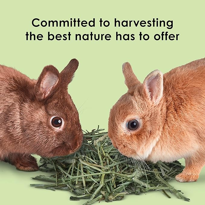 Kaytee All Natural Timothy Hay for Guinea Pigs, Rabbits &amp; Other Small Animals, 6 Pound