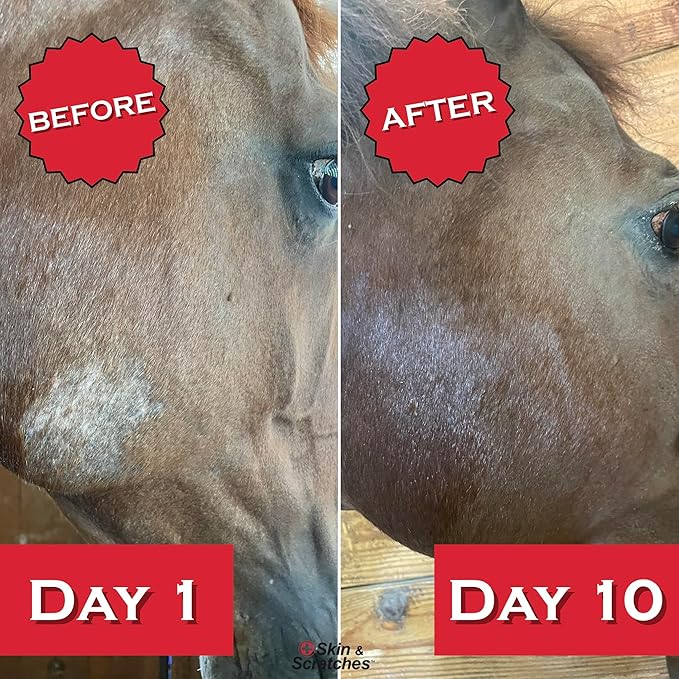 Show Out Skin &amp; Scratches 4 oz Concentrate - Fast Relief and Prevention for Horse Care. Use on Equine Scratches/Mud Fever, Girth Itch, Mange, Thrush, Rain Rot, Ringworm, etc w/Empty Spray Bottle