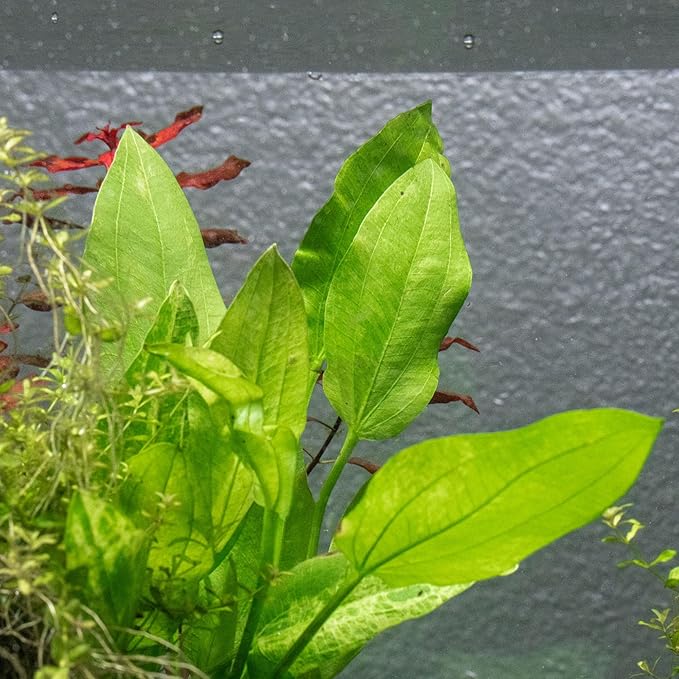 Ultum Nature Systems Live Tissue Culture - Echinodorus &