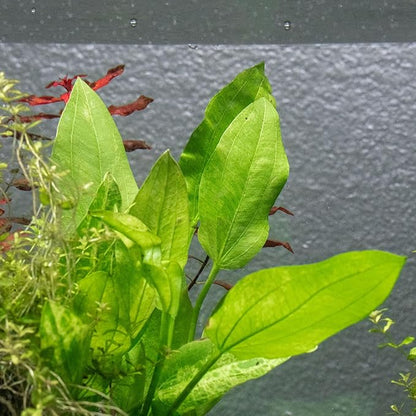 Ultum Nature Systems Live Tissue Culture - Echinodorus &