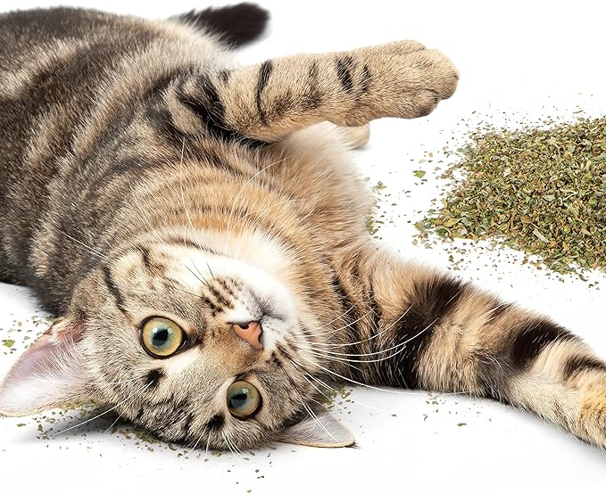 Petlinks Pure Bliss 100% Certified USDA Organic Catnip for Cats &amp; Kittens, Pure &amp; Potent Stimulant/Attractant, Shaker Canister - 2.0 oz