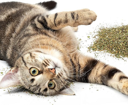 Petlinks Pure Bliss 100% Certified USDA Organic Catnip for Cats &amp; Kittens, Pure &amp; Potent Stimulant/Attractant, Shaker Canister - 2.0 oz