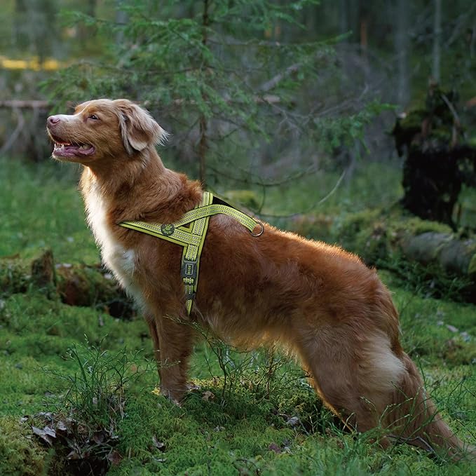 DOCO No-Pull Dog Harness Halter Reflective Easy-Control Harness for Training, Walking, and Preventing Pulling, Ideal for Medium Dogs(Turquoise)