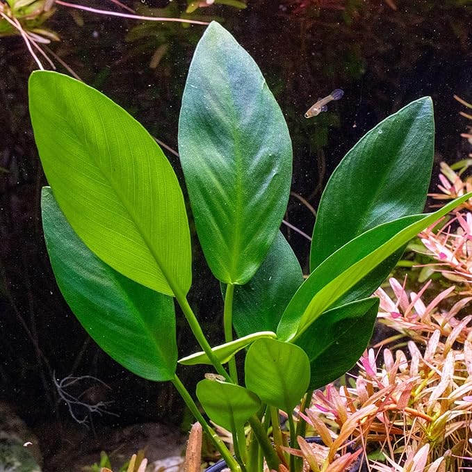 Ultum Nature Systems Live Tissue Culture - Anubias Nana Petite (Anubias barteri &