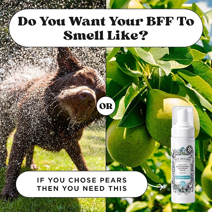 Poo-Pourri Rinse-Free Deodorizing Dry Shampoo for Dogs &amp; Cats – Moisturizing Skin &amp; Coat Soothing Formula - Plant Based Ingredients – Pineapple, Jasmine &amp; Pear – No Rinse Foam Shampoo for Pet Odor