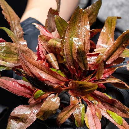 Ultum Nature Systems Live Tissue Culture - Cryptocoryne Albida &