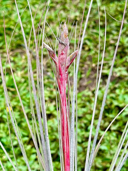 Air Plants - Tillandsia Juncea, Jumbo 8-12" - 2ct - Live Arrival Guaranteed - House Plants for Home Decor &amp; Gift