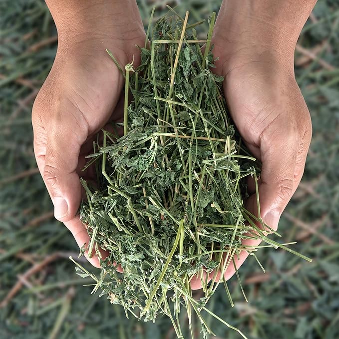 High Desert Alfalfa Hay for Rabbits, Guinea Pigs, Chinchillas &amp; Small Pets – Protein-Rich Natural Hay for Young, Growing Animals – High-Fiber, Hand-Packed, Additive-Free, Grown in USA – 10 lb Box
