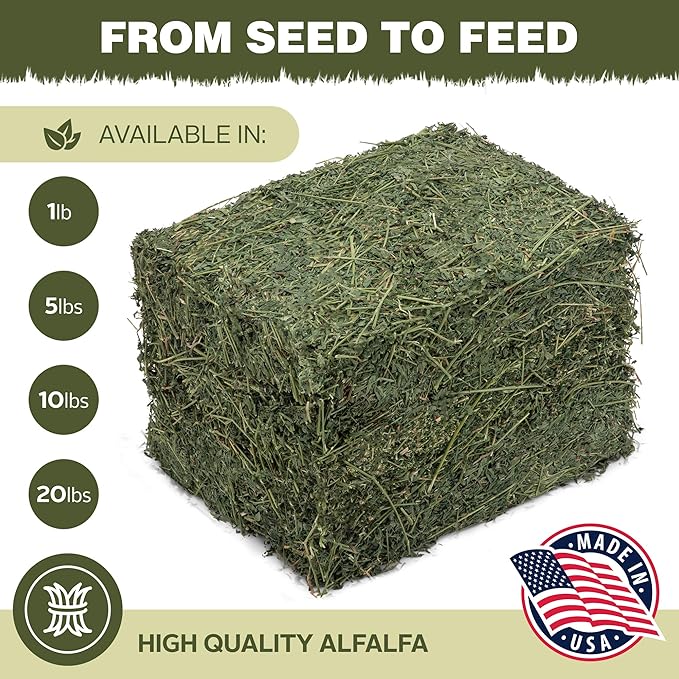 High Desert Alfalfa Hay for Rabbits, Guinea Pigs, Chinchillas &amp; Small Pets – Protein-Rich Natural Hay for Young, Growing Animals – High-Fiber, Hand-Packed, Additive-Free, Grown in USA – 10 lb Box