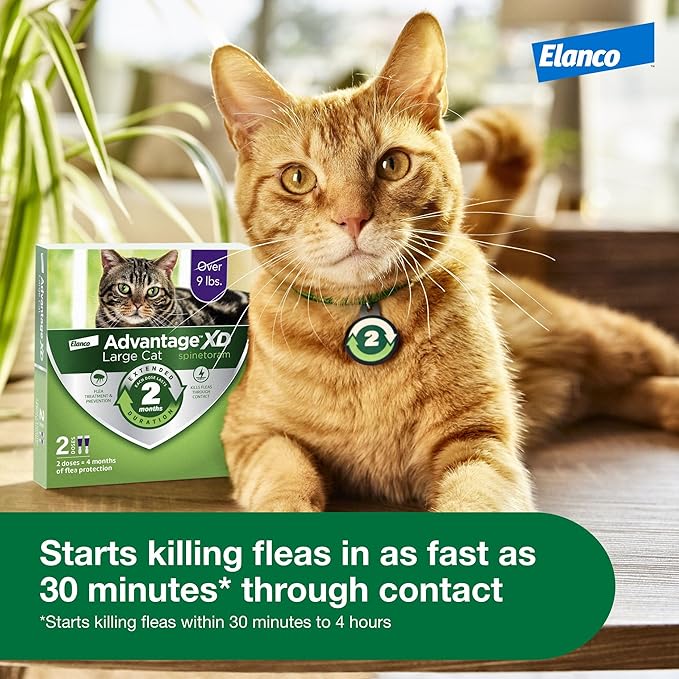 Advantage XD Large Cat Flea Prevention &amp; Treatment For Cats over 9lbs. | 2-Topical Doses, 2-Months of Protection Per Dose