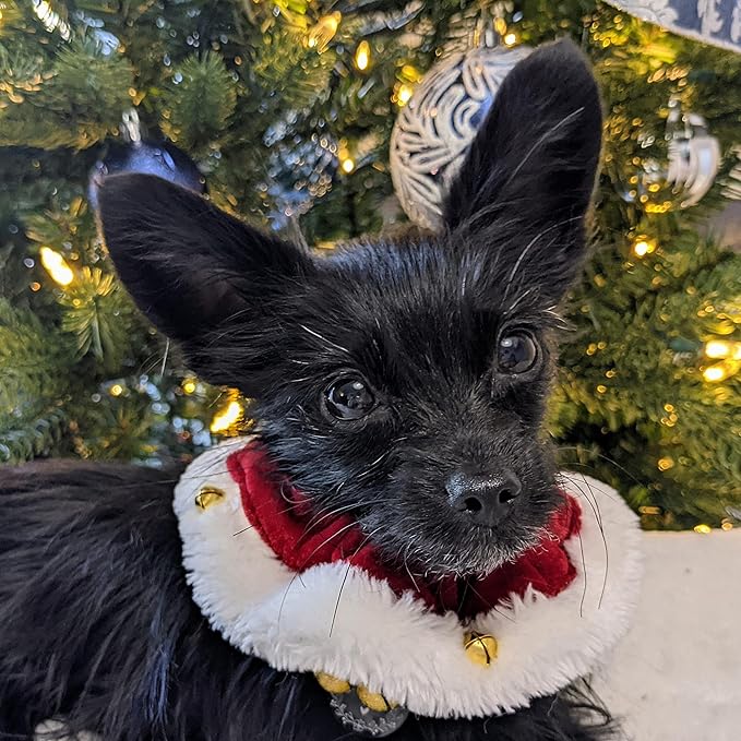 Huxley &amp; Kent Ruff Pet Scrunchy | Santa (Medium) | Festive Christmas/Holiday Neckwear for Dogs/Cats | Fun Stretchable Costume Accessory | Soft Collar with Bells