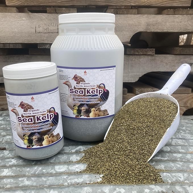 Organic Kelp for Chickens &amp; Duck Feed (5 Pound): Chicken Vitamins | Chicken Supplements | Vitamins for Chickens | Pampered Chicken Mama