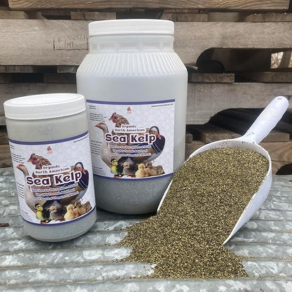 Organic Kelp for Chickens &amp; Duck Feed (5 Pound): Chicken Vitamins | Chicken Supplements | Vitamins for Chickens | Pampered Chicken Mama