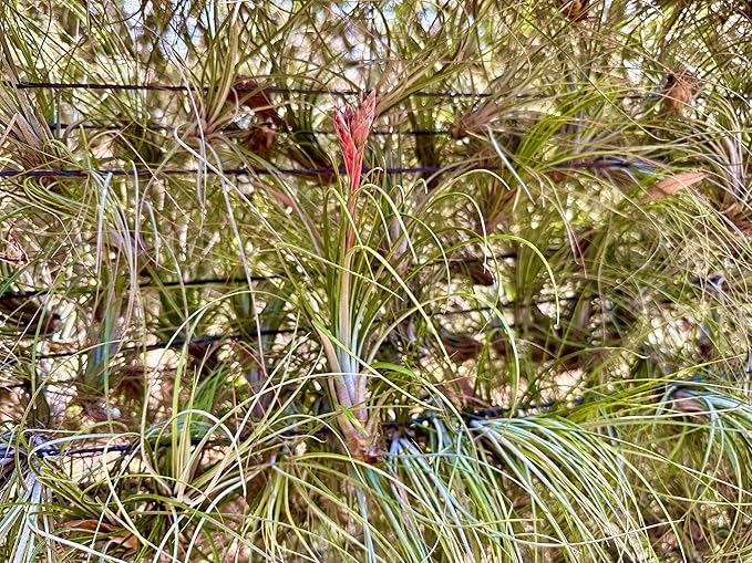Air Plants - Tillandsia Juncea, Jumbo 8-12" - 5ct - Live Arrival Guaranteed - House Plants for Home Decor &amp; Gift
