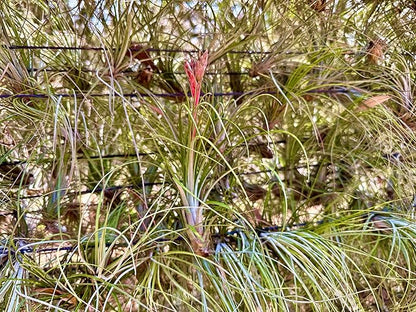 Air Plants - Tillandsia Juncea, Jumbo 8-12" - 2ct - Live Arrival Guaranteed - House Plants for Home Decor &amp; Gift