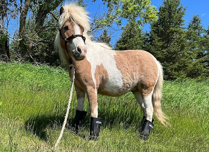 Warrior Fly Boots for Horses - Breathable Mesh Horse Boots for Fly Protection &amp; Leg Comfort - Set of 4 (The Warrior, Neon Orange)