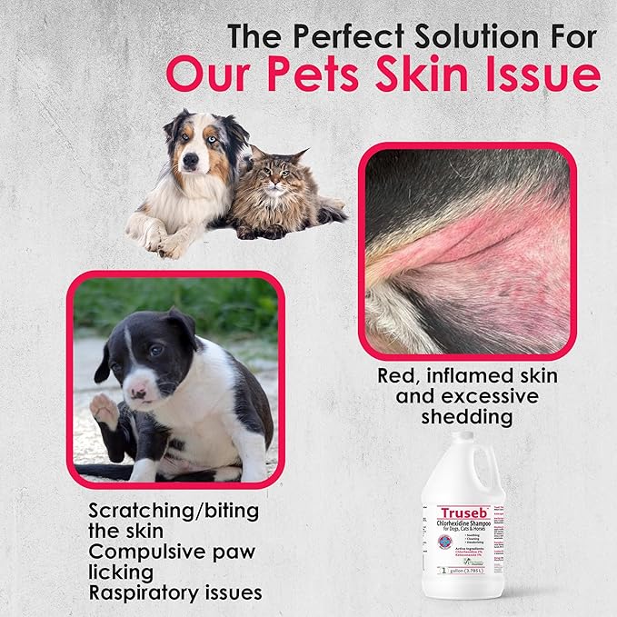 Truseb All Natural Topical Ketoconazole and Chlorhexidine Shampoo for Dogs, Cats &amp; Horses with Aloe Vera Shampoo and Conditioner(Ketoconazole &amp; Chlorhexidine Shampoo, 1 Gallon)