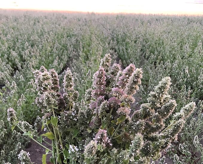 from The Field | Fine Ground Stalkless Catnip | Premium USA-Grown Catnip for Toys &amp; Playtime | Fresh, Potent, Non-Toxic, Eco-Friendly | Safe for Kittens &amp; Cats | Resealable 3.5 oz Tub