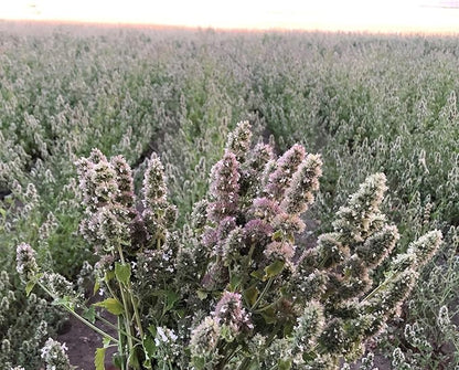 from The Field | Fine Ground Stalkless Catnip | Premium USA-Grown Catnip for Toys &amp; Playtime | Fresh, Potent, Non-Toxic, Eco-Friendly | Safe for Kittens &amp; Cats | Resealable 2 Oz Tub