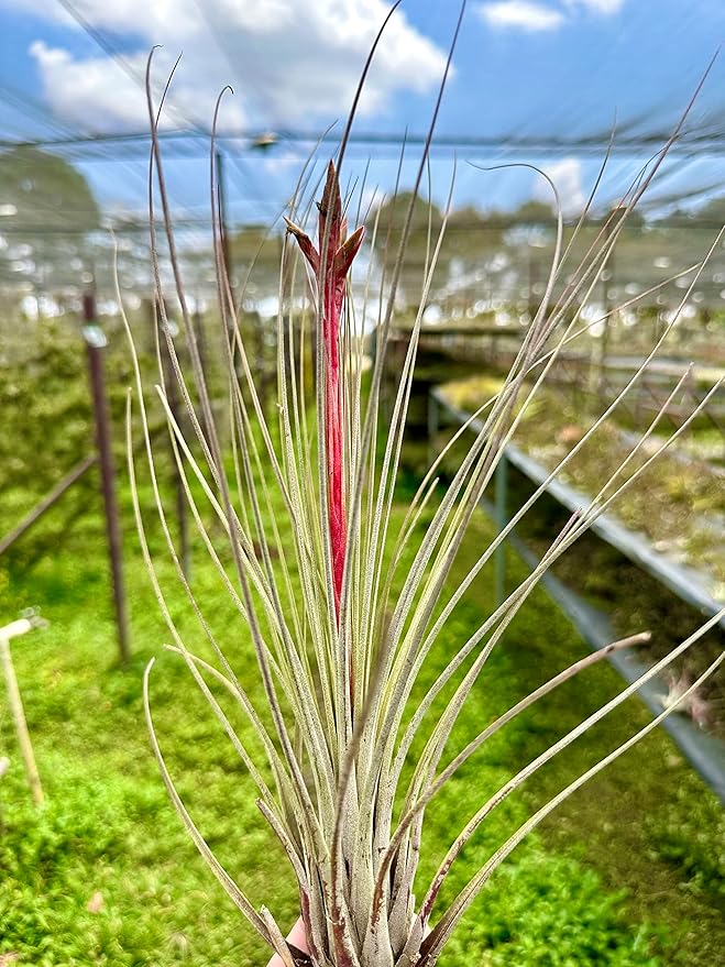 Air Plants - Tillandsia Juncea, Jumbo 8-12" - 3ct - Live Arrival Guaranteed - House Plants for Home Decor &amp; Gift
