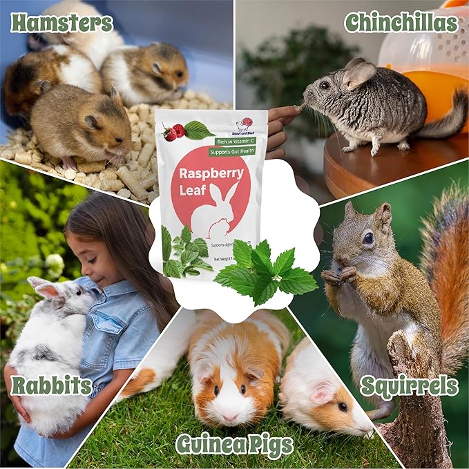 Snout and Shell Raspberry Leaf for Small Pets – 100% Natural Treat for Rabbits, Guinea Pigs, Hamsters &amp; More – Rich in Vitamin C &amp; Supports Gut Health – 1 oz (30g)