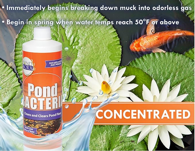 Pondworx Pond Bacteria - Concentrated &amp; Formulated for Water Features - Safe for Koi - 16 Ounces &amp; Treats up to 2,500 gallons of Water