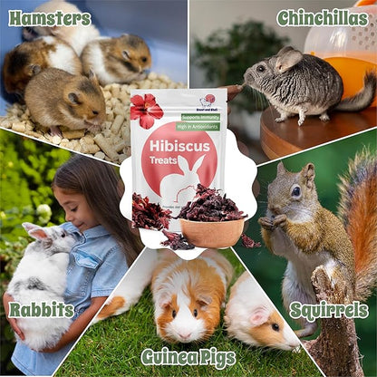 Snout and Shell Hibiscus Treats – 100% Natural Dried Flowers for Small Pets – Immunity Support &amp; Antioxidants – Healthy Snack for Rabbits, Guinea Pigs, &amp; Chinchillas (1 oz)