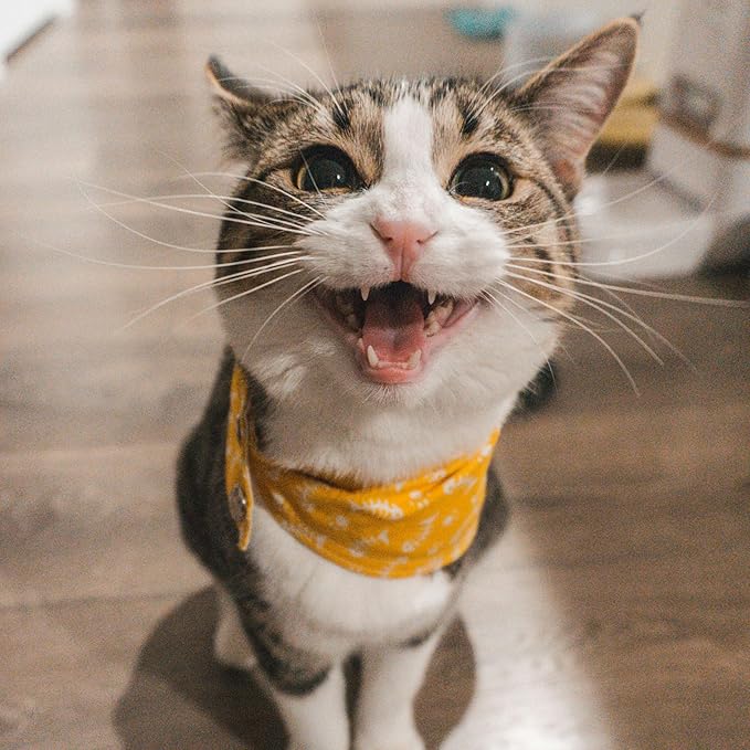 Petpost | Cat Ear Cleaner Wipes - Ultra Soft Cotton Pads in Coconut Oil Solution - Treatment for Removing Cat Ear Dirt &amp; Wax 100 ct.