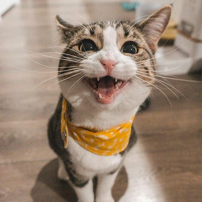 Petpost | Cat Ear Cleaner Wipes - Ultra Soft Cotton Pads in Coconut Oil Solution - Treatment for Removing Cat Ear Dirt &amp; Wax 100 ct.