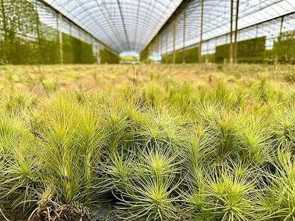 Air Plants - Tillandsia Funckiana, Large 5" - 5ct - Live Arrival Guaranteed - House Plants for Home Decor &amp; Gift