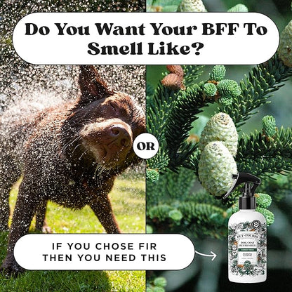 Poo-Pourri Furrest Fresh Dog Deodorizing Spray, 8 Fl Oz Grooming Perfume for Dog Coat, Pet Odor Neutralizer with Essential Oils, Vet Recommended, Paraben &amp; Sulfate-Free Fir, Amber, &amp; Cedarwood Scent