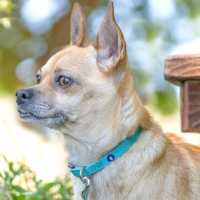 Blueberry Pet Essentials X-Small Dog Collar in Emerald | Adjustable &amp; Eco-Friendly Durable Nylon Strap | Classic Collar for X-Small Dogs, Boy &amp; Girl Pets