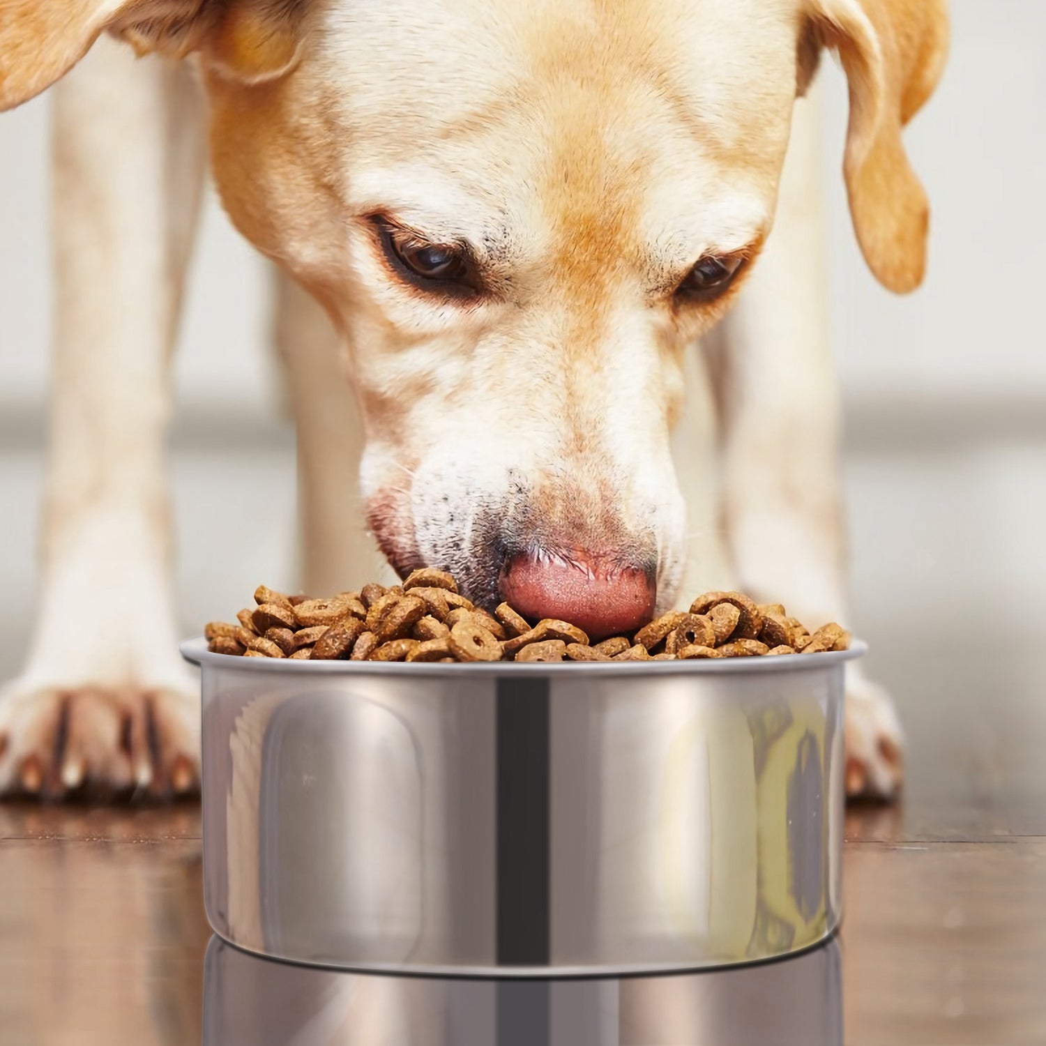 Stainless Steel Dog Bowl, Hanging Pet Food &amp; Water Bowl with Clamp Holder, Detachable Cage Feeding Bowl