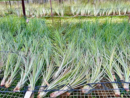 Air Plants - Tillandsia Juncea, Jumbo 8-12" - 2ct - Live Arrival Guaranteed - House Plants for Home Decor &amp; Gift