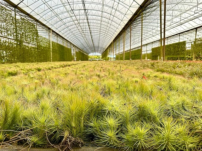 Air Plants - Tillandsia Funckiana, Large 5" - 2ct - Live Arrival Guaranteed - House Plants for Home Decor &amp; Gift
