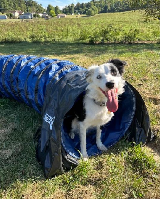 Better Sporting Dogs Heavy Duty Dog Agility Tunnel – 10 ft PVC Training Tunnel with Sandbags