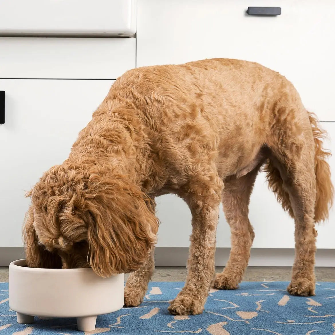 Ceramic Cat &amp; Dog Pet Bowl, Elevated Stoneware Feeder, Dishwasher Safe