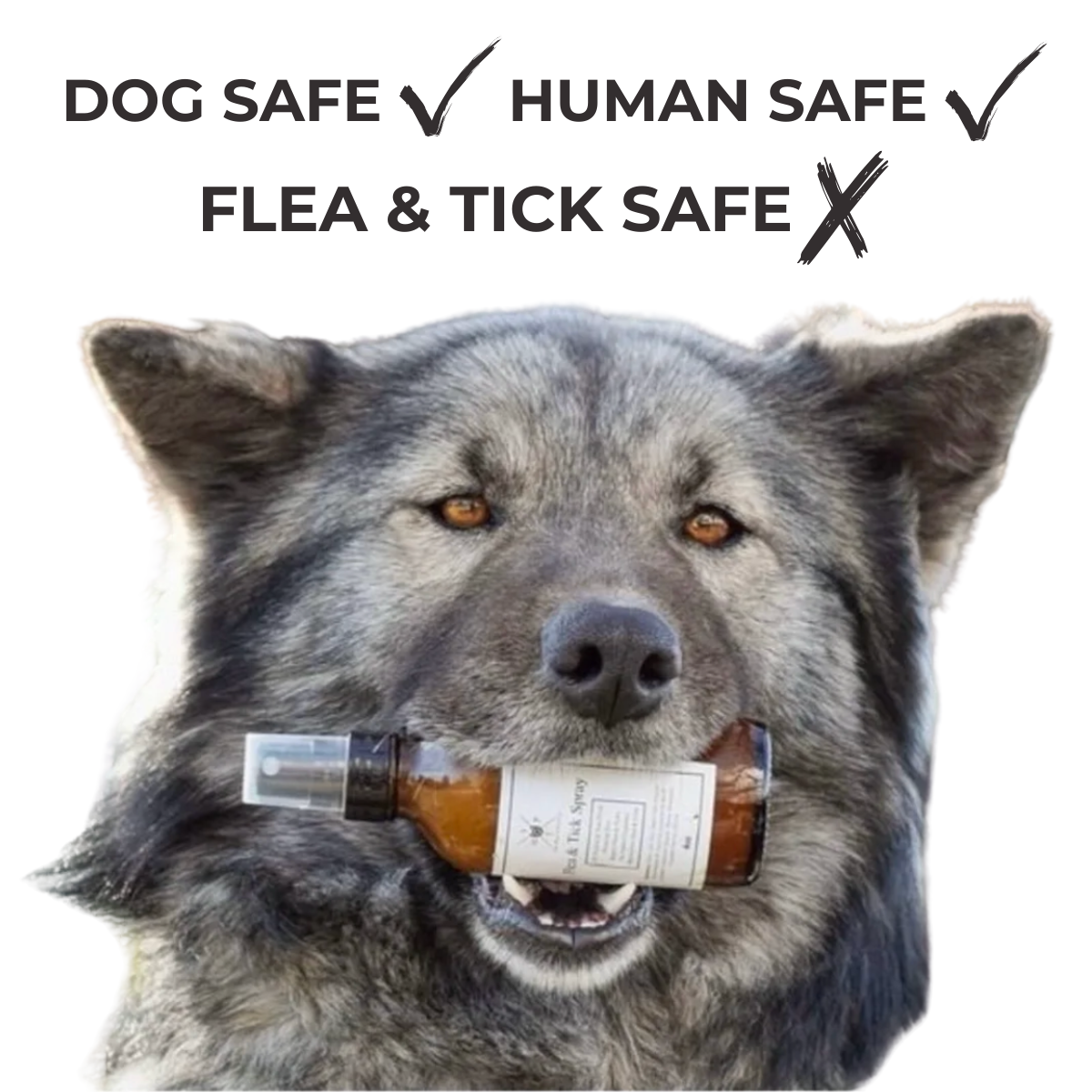 Flea &amp; Tick Spray for Dogs