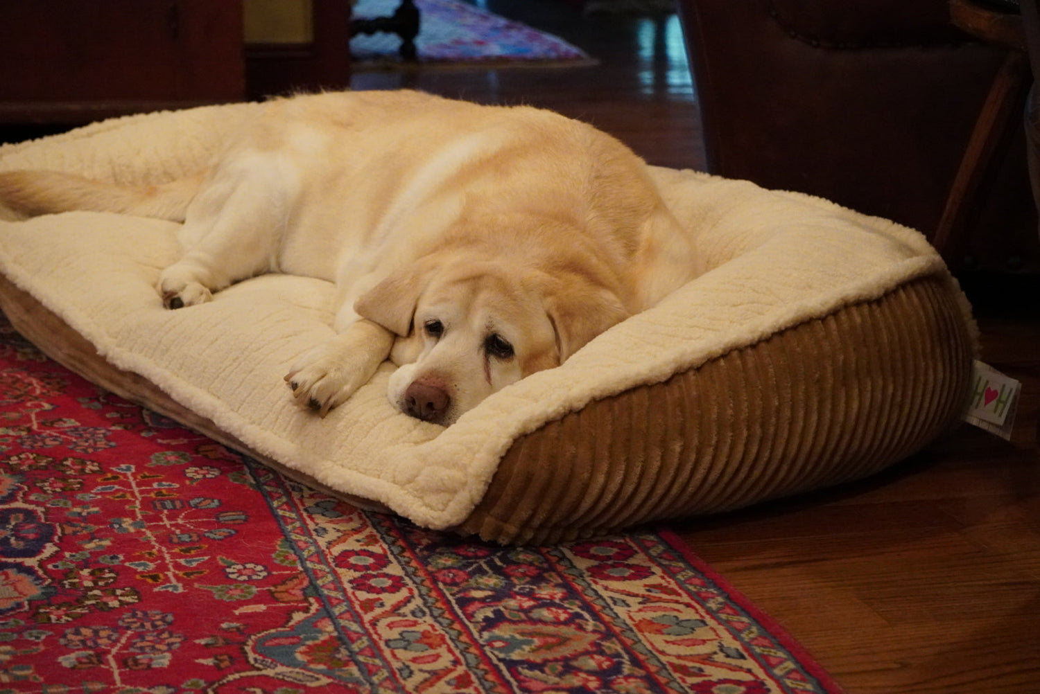 Scout Perfect Bolster Dog Bed