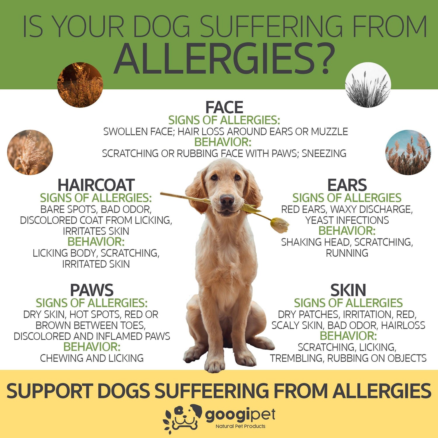 Allergy &amp; Immune Support Chews for Dogs (Peanut Butter Flavor)