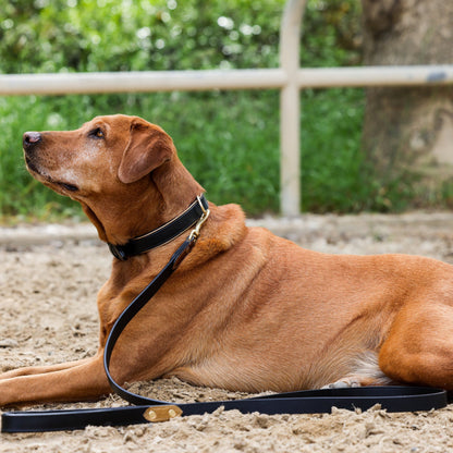 Halter Ego® Milan - Black Leather &amp; Burnished Gold Trim Dog Collar