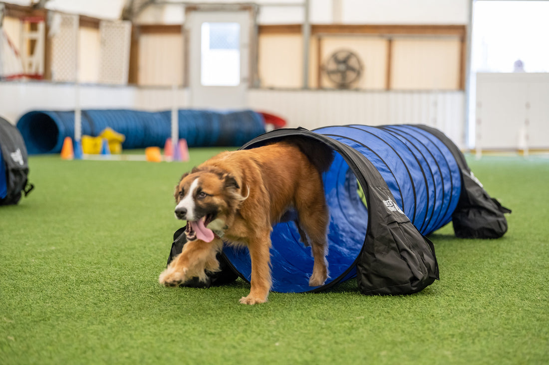 Better Sporting Dogs 10 ft Dog Agility Tunnel with Sandbags – Training Tunnel for Backyard Agility Courses