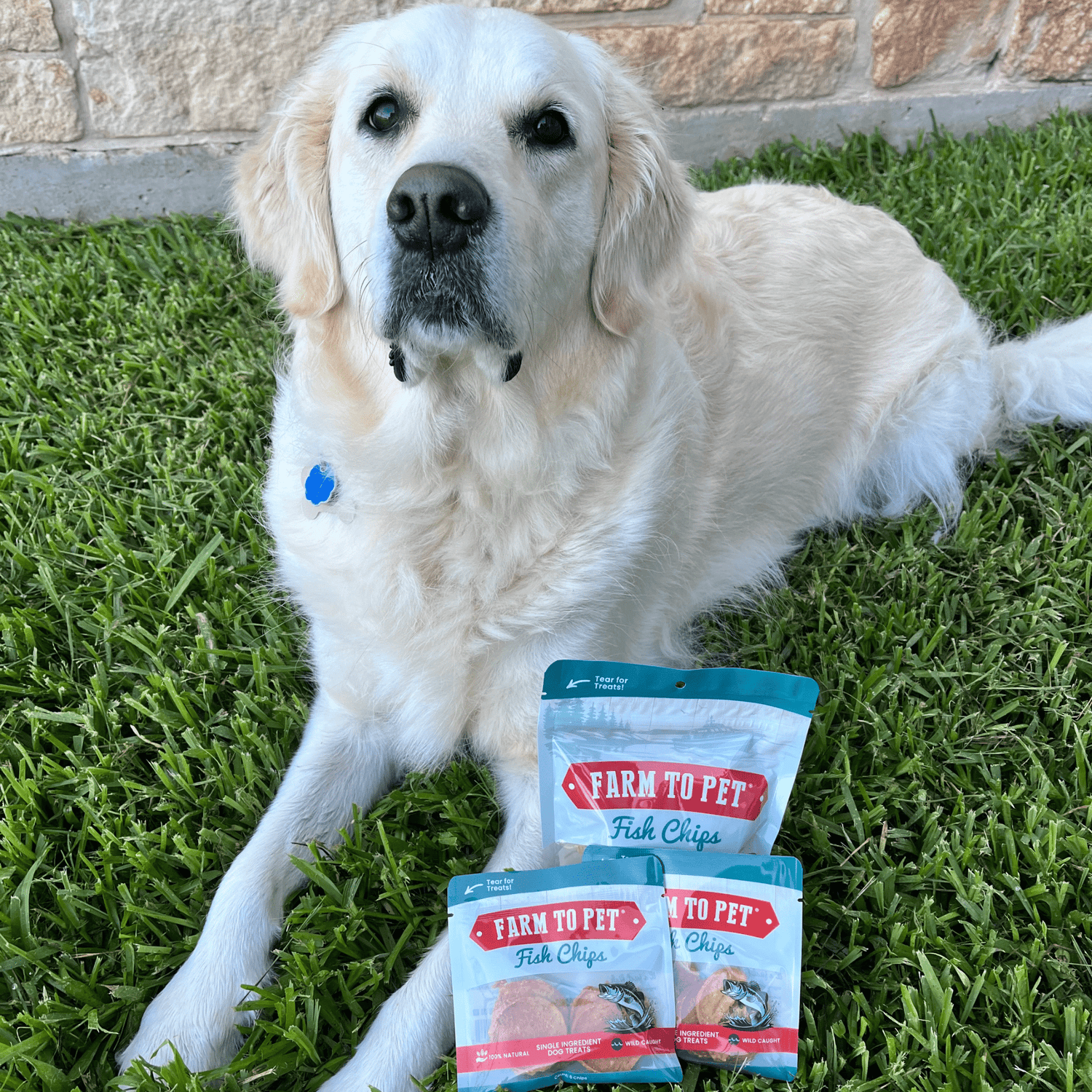 Fish Chips Snack Pack Bundles | Dog Treats for Training &amp; Travel